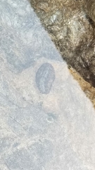 Onithochiton literatus