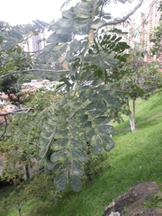 Pseudosamanea guachapele