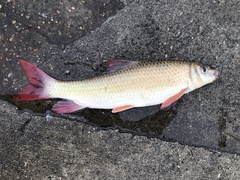Moxostoma macrolepidotum