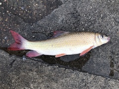 Moxostoma macrolepidotum