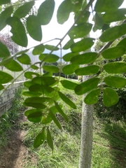 Pseudosamanea guachapele