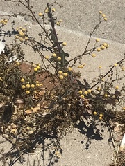 Oncosiphon pilulifer