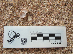 Bostrycapulus aculeatus