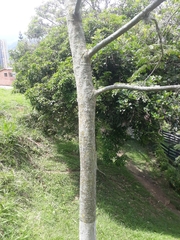 Pseudosamanea guachapele