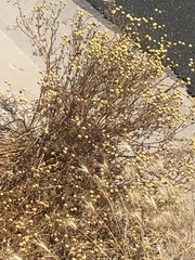 Oncosiphon pilulifer