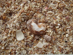 Bostrycapulus aculeatus