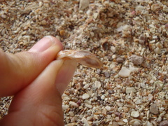 Bostrycapulus aculeatus