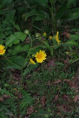 Berkheya erysithales