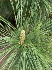 Pinus monticola