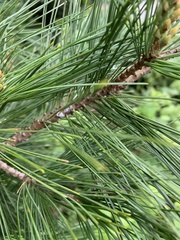 Pinus monticola