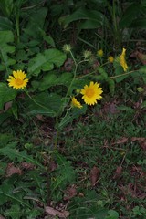 Berkheya erysithales