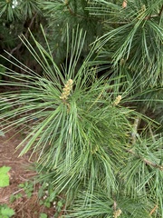Pinus monticola