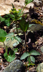 Zizia trifoliata