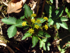 Zizia trifoliata