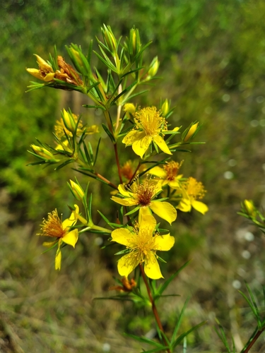 Florida Sands St. Johnswort (Hypericum exile)