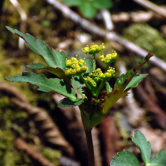 Zizia trifoliata