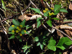 Zizia trifoliata