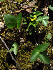 Zizia trifoliata