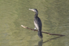 Nannopterum brasilianum