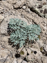 Cymopterus jonesii