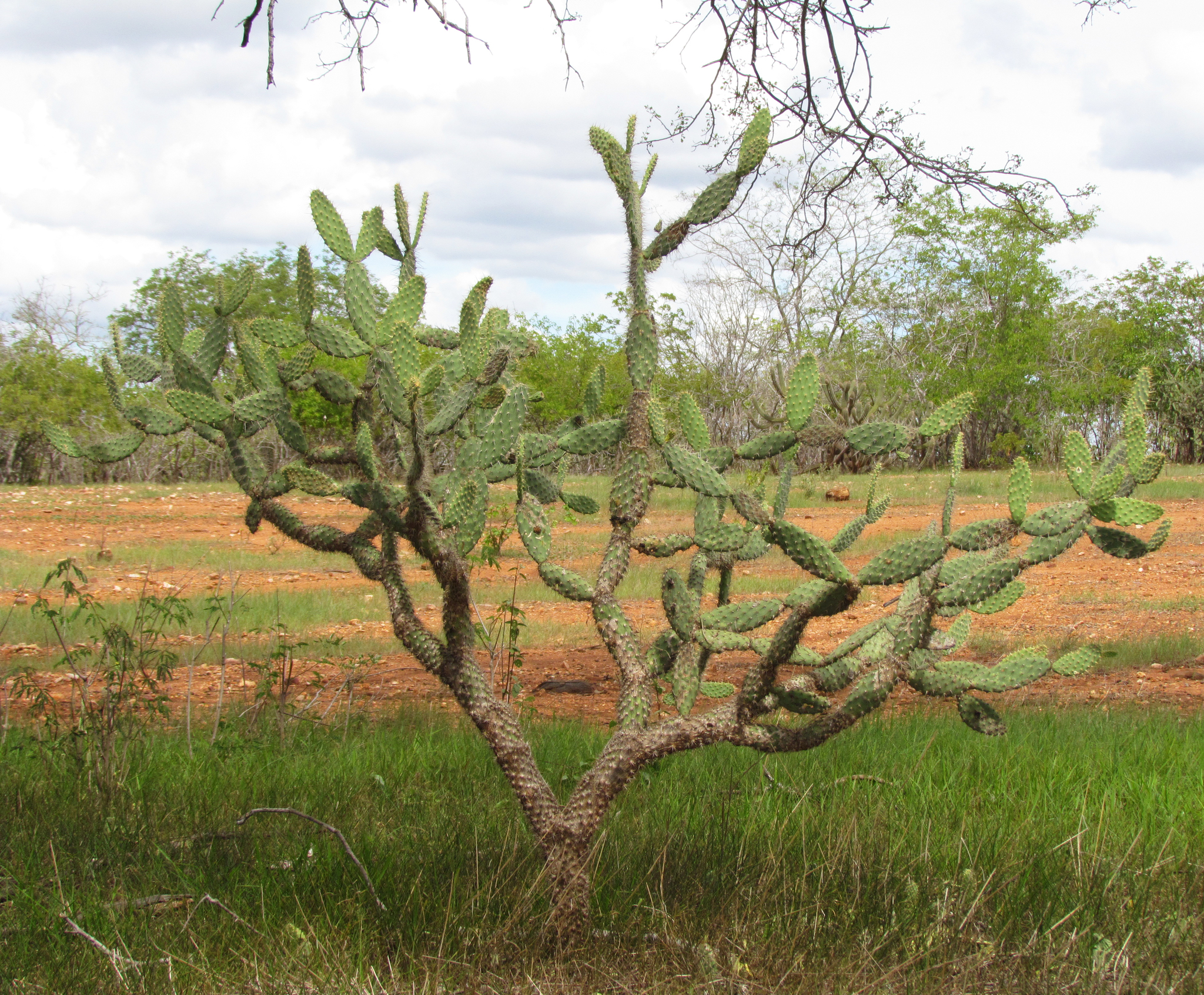 Tacinga palmadora