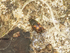 Nitidula carnaria