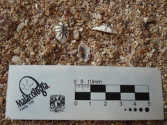 Image of Siphonaria maura