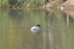 Cygnus melancoryphus