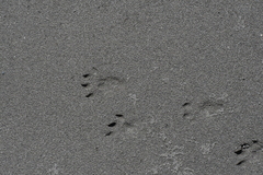 Cuniculus