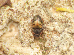 Omosita discoidea