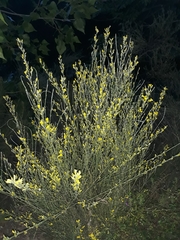 Genista cinerea