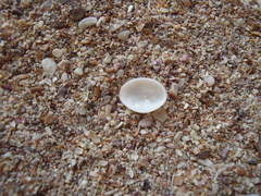 Pilosabia trigona