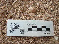 Pilosabia trigona image
