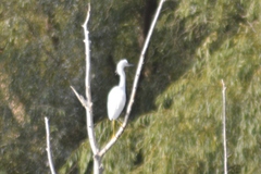 Egretta thula
