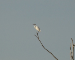 Ardea alba