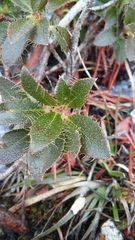 Rhododendron hirsutum