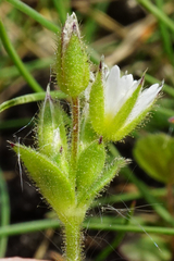 Cerastium pumilum