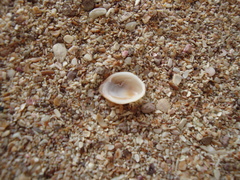 Pilosabia trigona