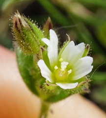 Cerastium pumilum
