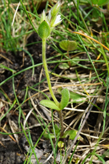 Cerastium pumilum