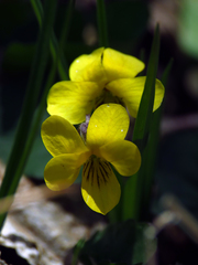 Viola eriocarpa