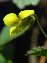 Viola eriocarpa