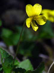 Viola eriocarpa