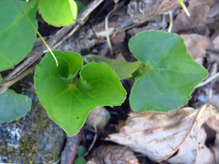 Viola eriocarpa