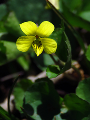 Viola eriocarpa