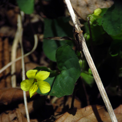 Viola eriocarpa