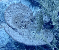 Ircinia campana