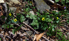 Viola eriocarpa