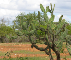 Tacinga palmadora