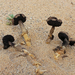 Agaricus aridicola - Photo (c) Davide Puddu, some rights reserved (CC BY-NC), uploaded by Davide Puddu